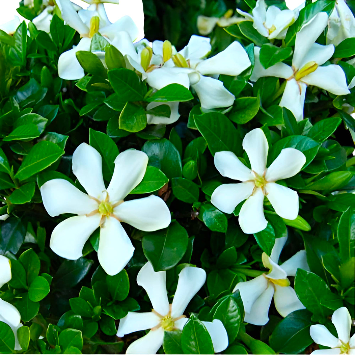 Live Flowering Plant with White Blooms Set of 2 Plants C40414